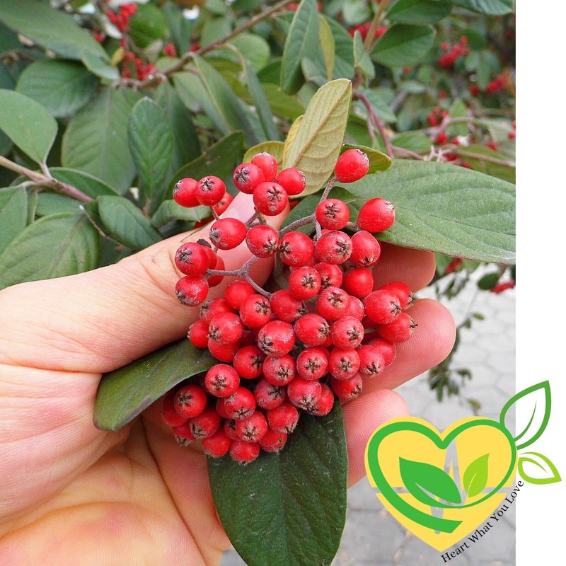 Hawthorn Berry Cut & Sifted Organic Herb Natural Herbal 28.3g 1 OZ Heart Health gallery