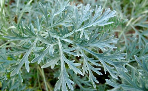 Mugwort Dried Cut ( Artemisia Vulgaris ) ORGANIC from Carpathian mountain UA gallery