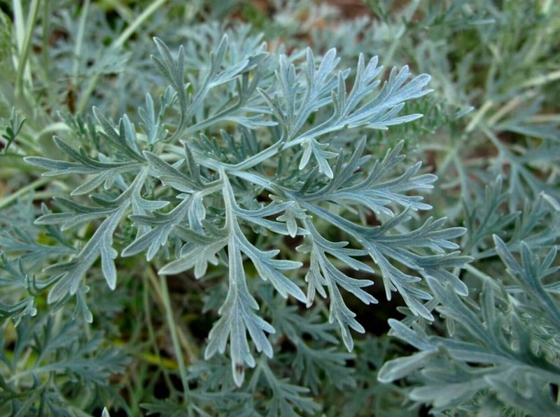 Mugwort Dried Cut ( Artemisia Vulgaris ) ORGANIC from Carpathian mountain UA gallery