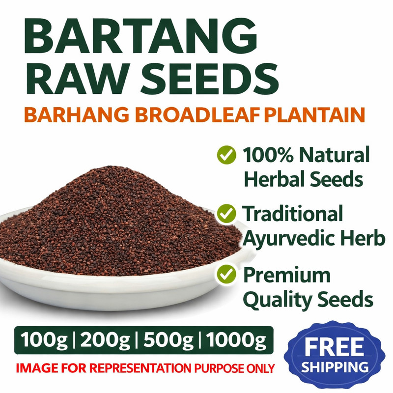 Bartang Raw Seeds Barhang Broadleaf Plantain Natural Herbal Seeds 100g-1kg gallery