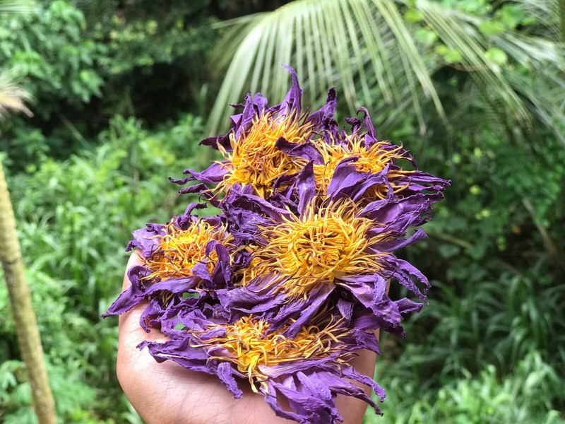 Dried NYMPHAEA CAERULEA Hand Picked BLUE LOTUS 1Kg Organic Natural Pure Flowers