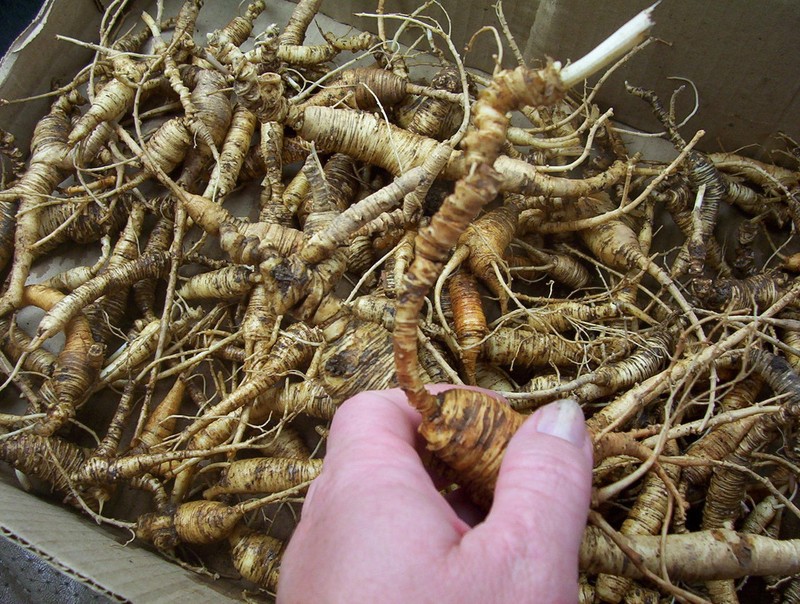 4oz 8oz 1LB Premium American Ginseng Wholesale Price 美国威州花旗参 eBay批发-NYC Seller gallery