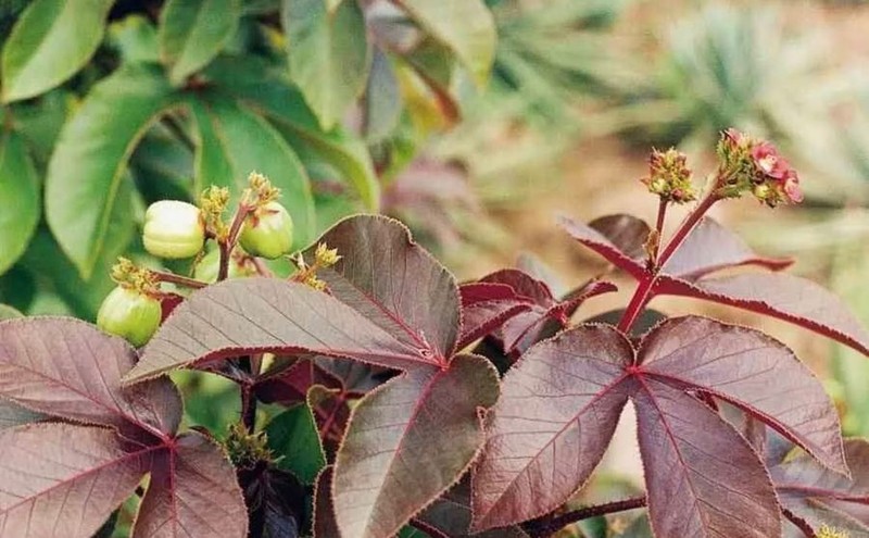 100+ Dried (Red) Jatropha Curcas Leaves Herbs Ratanjot Laljari Yatilung Jadi Raw gallery