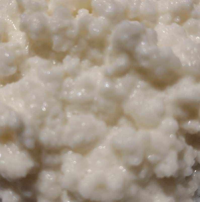 Organic Kefir Grains Starter made from pasteurized milk 1 TSP. Buy 2 Get 1 FREE