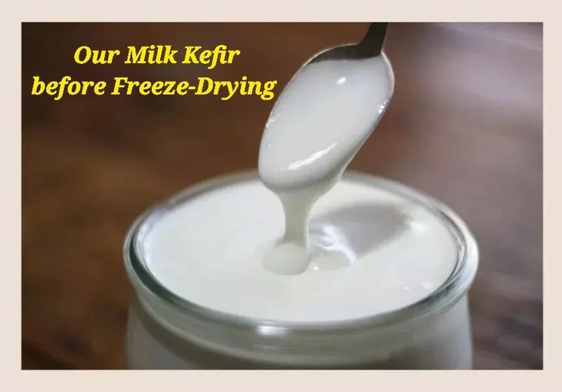 Milk Kefir Probiotic Tablets (120) 5M CFU Each / "On-The-Go-Tabs™" MAHA gallery