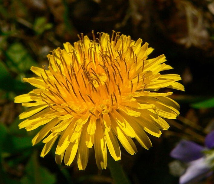 Dandelion Extract Dandelion Tincture Potent Herbal Easy Safe 2oz Free Ship USA gallery