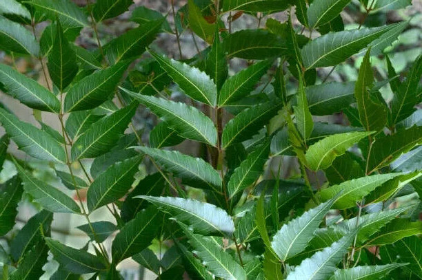 Fresh Hand Picked,Sun Dried 100% pure 200 NEEM LEAVES Ceylon Herbal Pure Organic