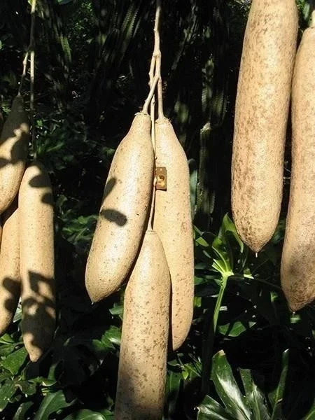 Kigelia Africana Male Enlargement - Female Breast & Butt Enhancer 100% Natural gallery