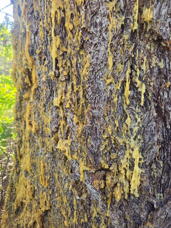 4 oz Premium Natural Douglas Fir Resin - Clean Pure Yellow Amber Pitch Sap Resin gallery