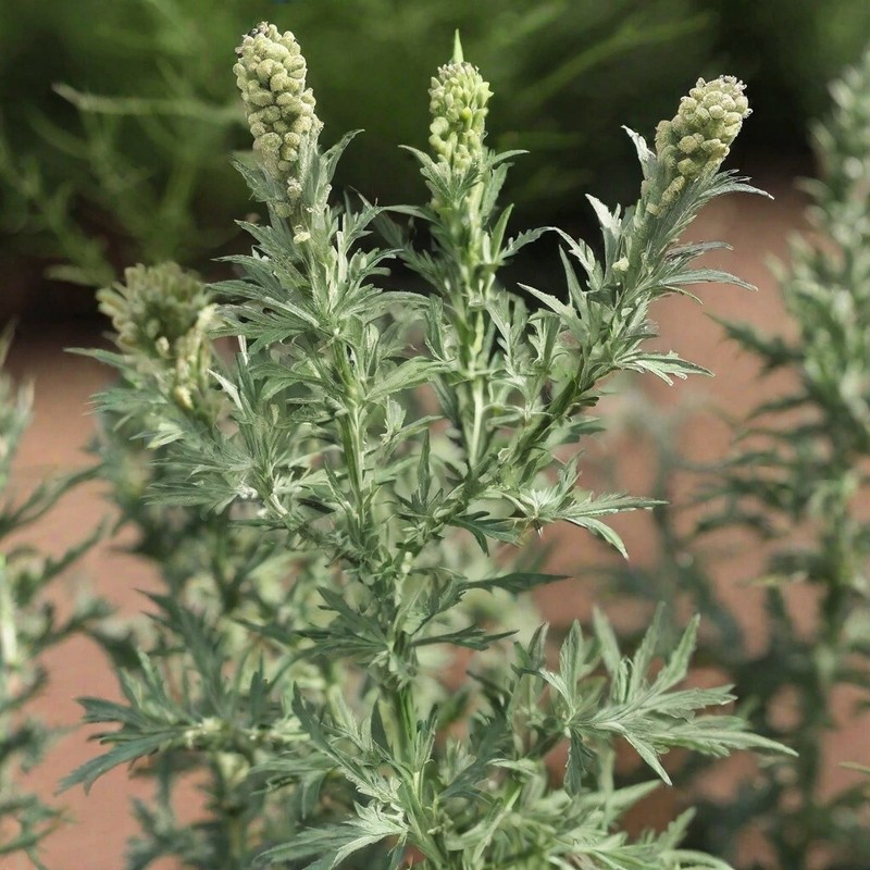 Wormwood Herb Dried Artemisia Absinthium Premium Fast Ship 10g USA! gallery