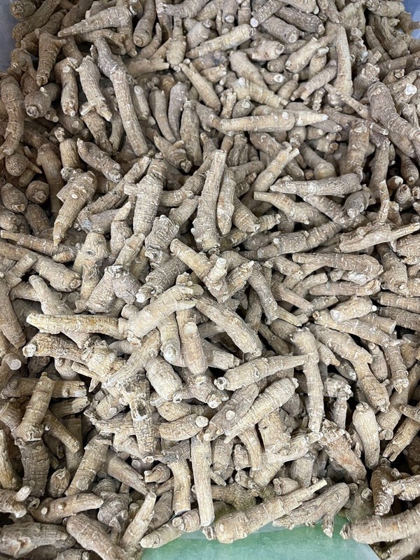 American Wisconsin Ginseng Root Long Thin 8 Year 美國花旗長尾參 (4 Oz.) Free US Ship gallery