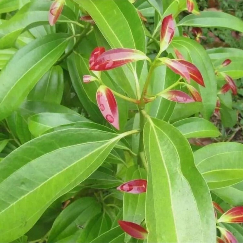 30 True Ceylon Cinnamon Tree Seeds Cinnamomum verum Fast Growing Seeds FREE SHIP gallery