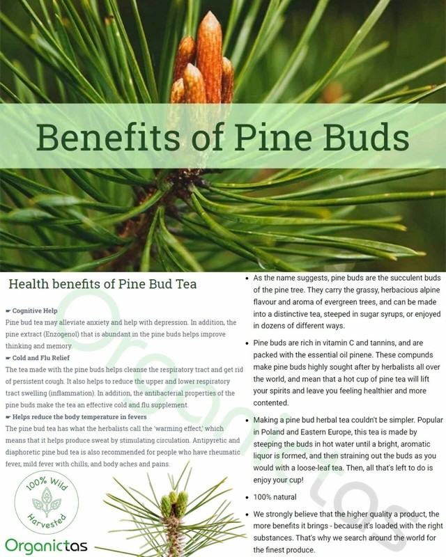 Pine Pollen Cones Organic Pinus Sylvestris Pine Tree Buds & Tops Dried Cut Loose gallery