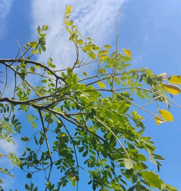 Florida Fresh ~ PEAK ORGANIC Hand Picked / Packed MORINGA Olifera TREE Leaves gallery