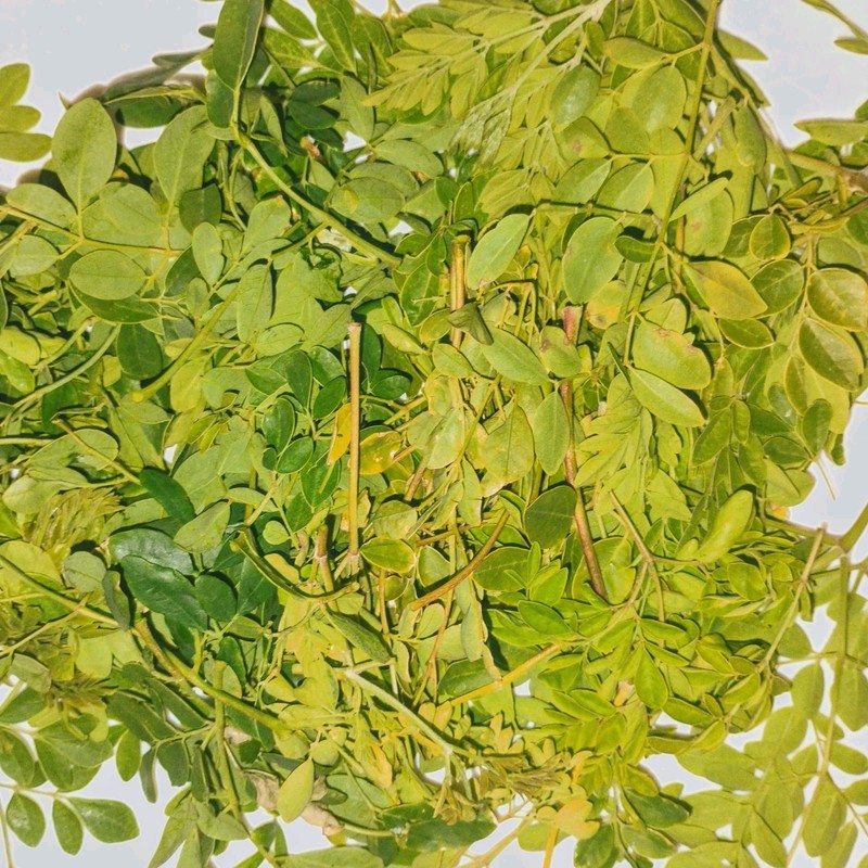 Florida Fresh ~ PEAK ORGANIC Hand Picked / Packed MORINGA Olifera TREE Leaves gallery