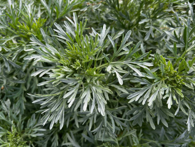 Wormwood Herb or Powder | Organic Natural Herb | 1/4/8oz | Digestion Cleanse Aid gallery
