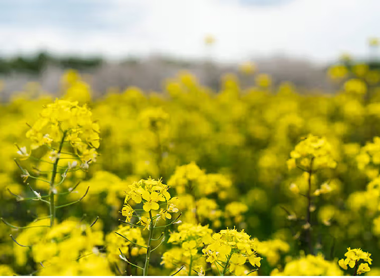 Organic Pure Mustard Oil | Refined Mustard Seed Oil | 30ml FREE SHIPPING gallery