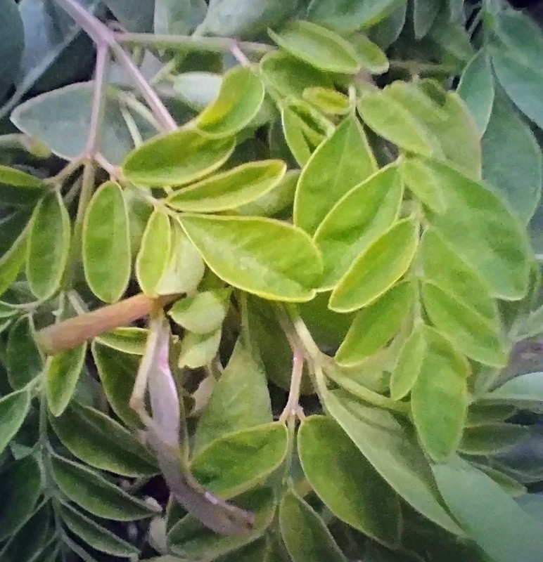 Florida Fresh ~ PEAK ORGANIC Hand Picked / Packed MORINGA Olifera TREE Leaves gallery