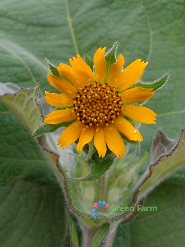 100 Seeds Smallanthus Sonchifolius Yacon Peruvian Ground Apple Crisp Sweet Root gallery