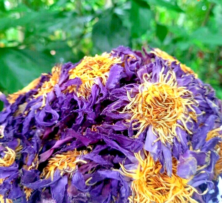 Dried Blue Lotus Flower Nymphaea Caerulea Natural Hand Picked Flower Herbal Tea* gallery