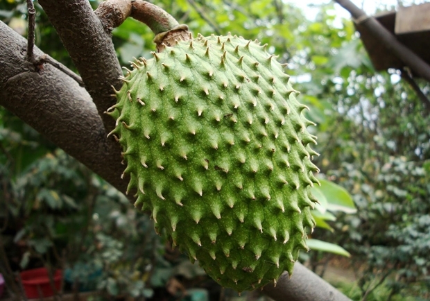 Graviola Soursop 4:1 powder 8oz (227g) Freeze Dried Kosher Antibacterial SoFruta gallery