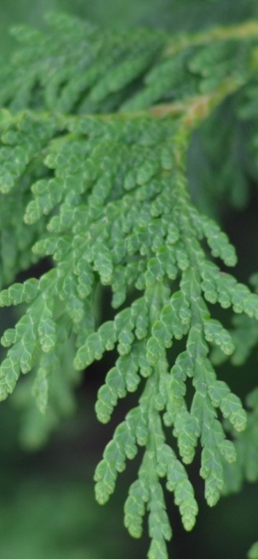 Cedar leaf(Thuja Occidentalis)essential oil
