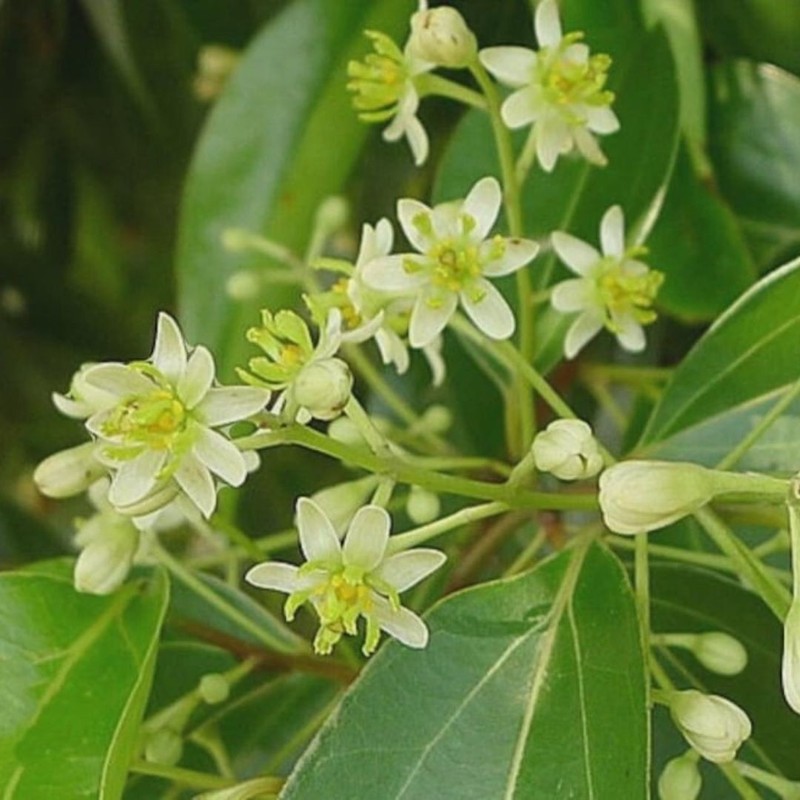30 True Ceylon Cinnamon Tree Seeds Cinnamomum verum Fast Growing Seeds FREE SHIP gallery