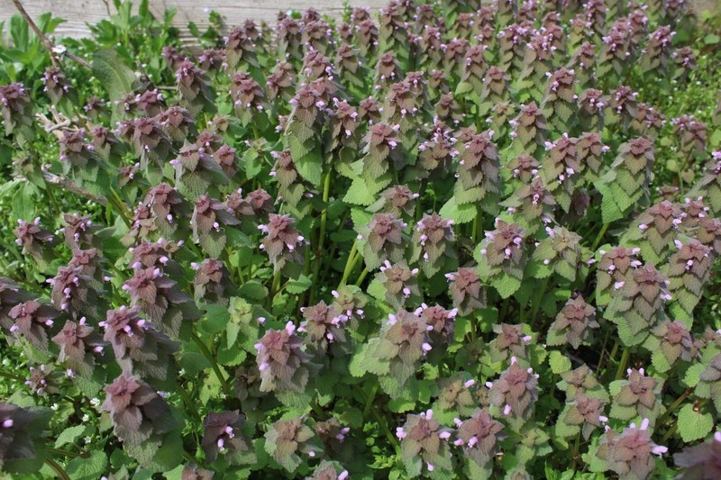 1 oz Natural DRIED ORGANIC Purple Dead Nettle Lamium Purpureum Archangel NON GMO