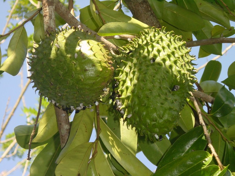 Graviola Soursop 4:1 powder 8oz (227g) Freeze Dried Kosher Antibacterial SoFruta gallery