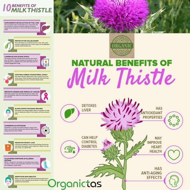 Organic Milk Thistle Seed Powder Natural Antioxidant Silybum Marianum gallery