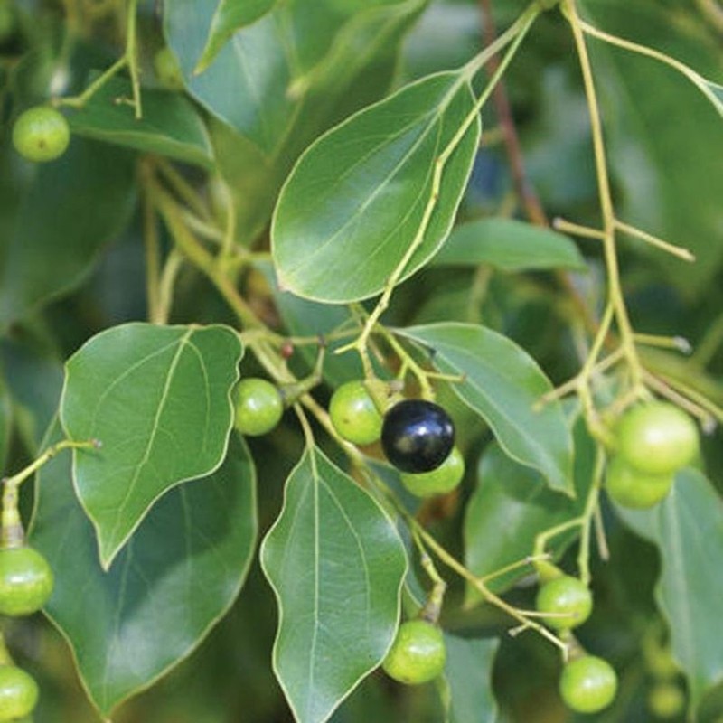 30 True Ceylon Cinnamon Tree Seeds Cinnamomum verum Fast Growing Seeds FREE SHIP gallery