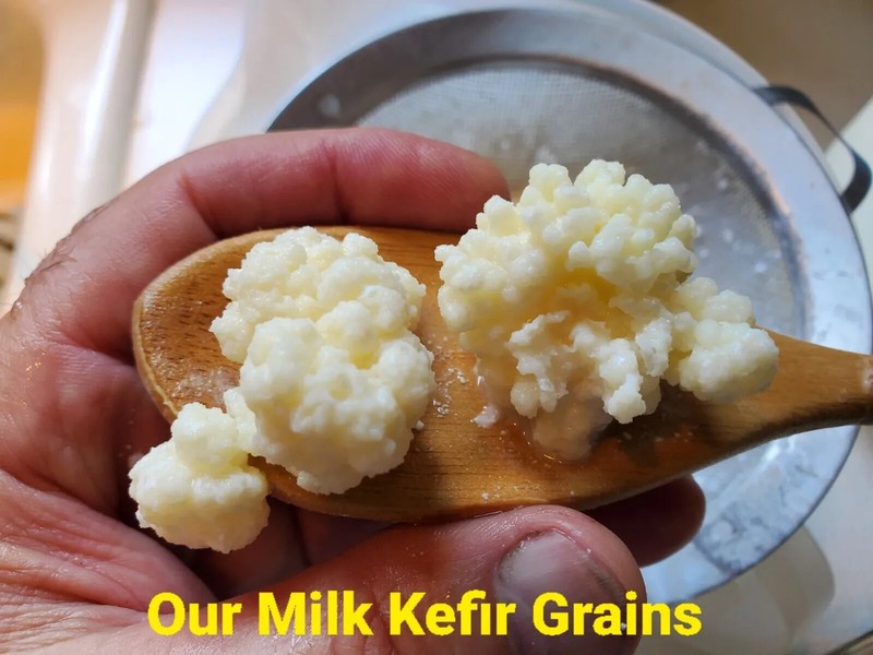 Milk Kefir Probiotic Tablets (120) 5M CFU Each / "On-The-Go-Tabs™" MAHA gallery