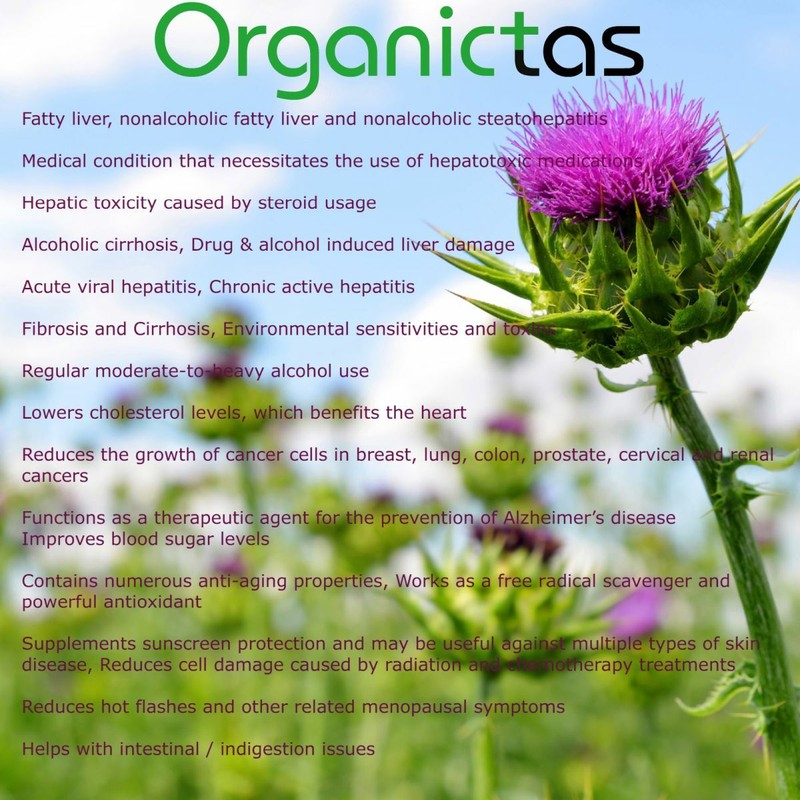 Organic Milk Thistle Seed Powder Natural Antioxidant Silybum Marianum gallery
