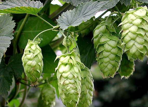 WholeSALE!! Hops Flowers PREMIUM Powder-4 oz, 1, 2, 5 lbs. gallery