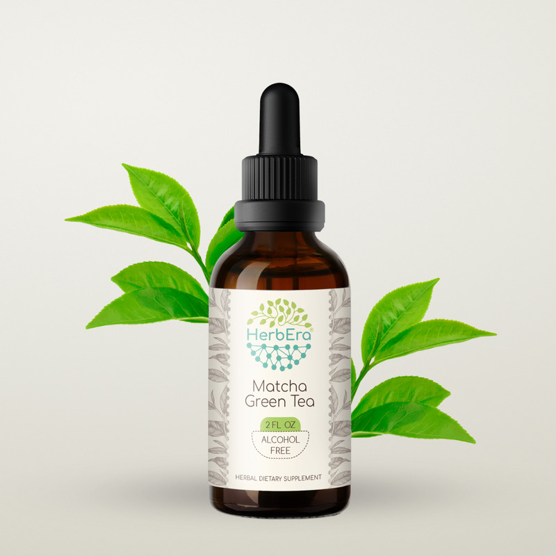 HerbEra Matcha Green Tea Alcohol-FREE Tincture, Organic (Camellia sinensis)