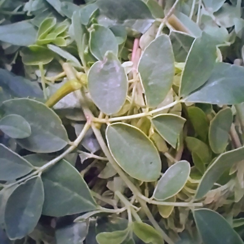 Florida Fresh ~ PEAK ORGANIC Hand Picked / Packed MORINGA Olifera TREE Leaves gallery