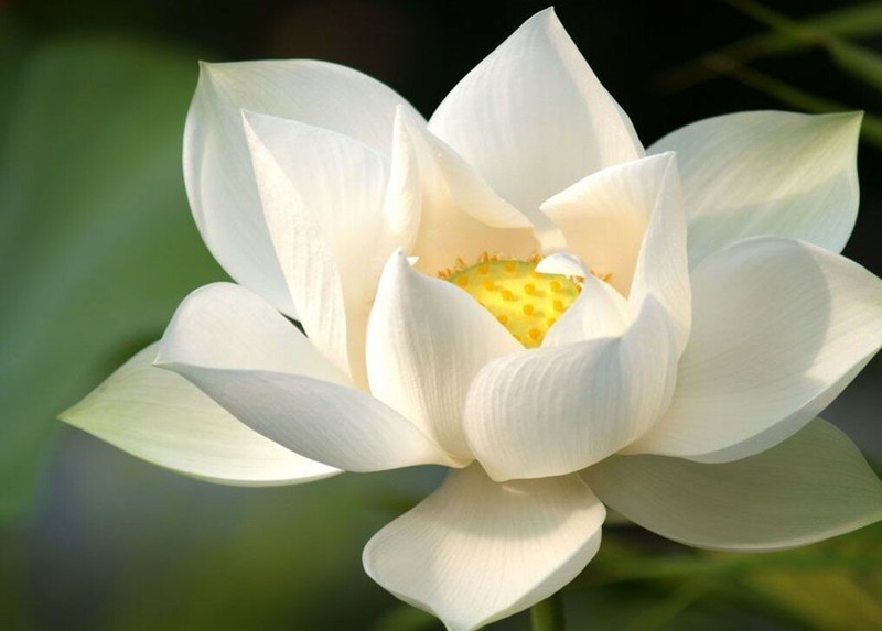 Organic Dried WHITE LOTUS Flowers *Nymphaea Ampla *Ceylon Natural Herbal Tea 1KG gallery