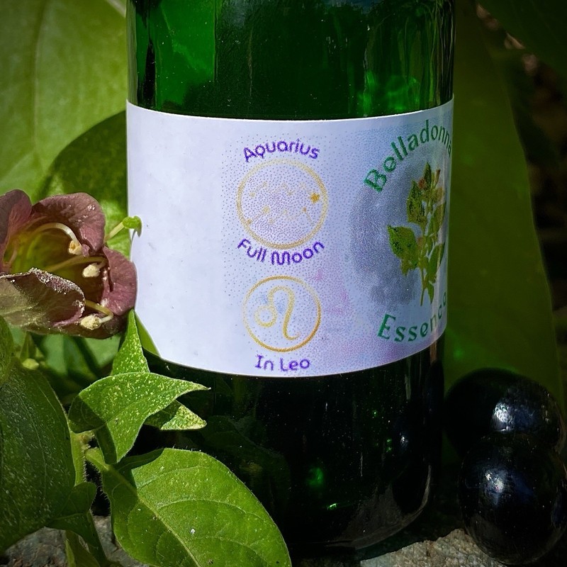 Belladonna Quartz Flower Essence Embodiment & Negative Looping In Leo New Moon gallery