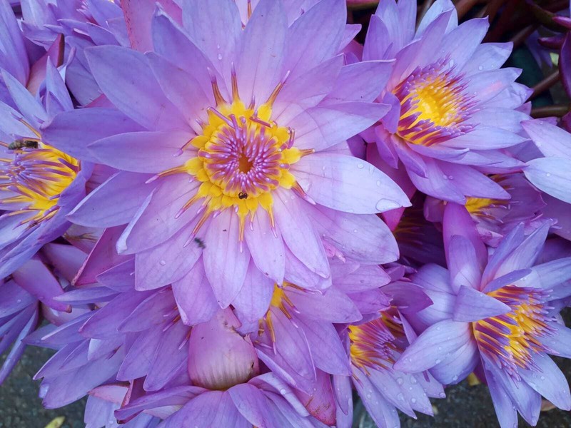 Organic BLUE LOTUS Nymphaea Caerulea Dried Flower Hand Picked 100%Natural Ceylon
