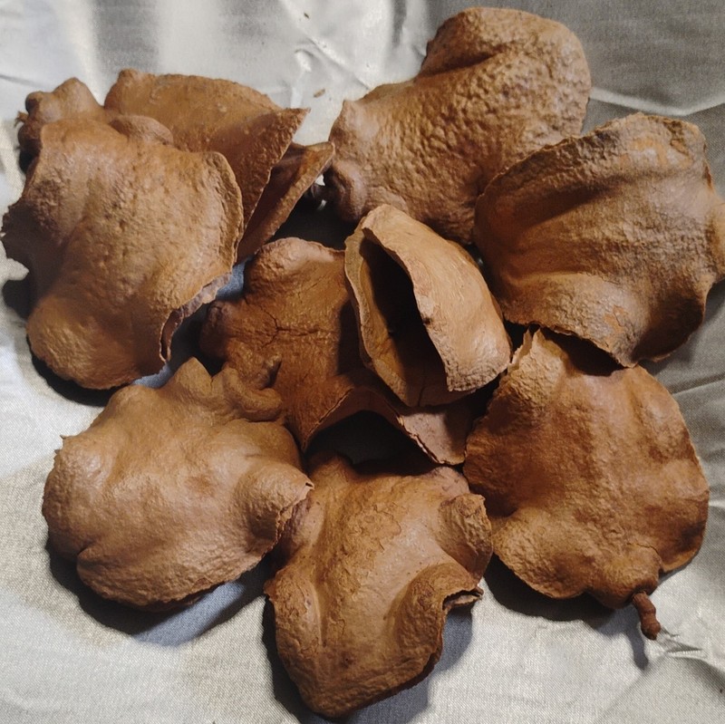 Jacaranda tree dried seed pods Jacaranda mimosifolia set of 9