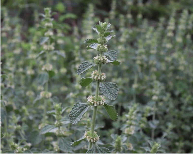 Horehound Herb or Powder| Organic Natural Lung & Throat Support | 1/4/8 oz gallery