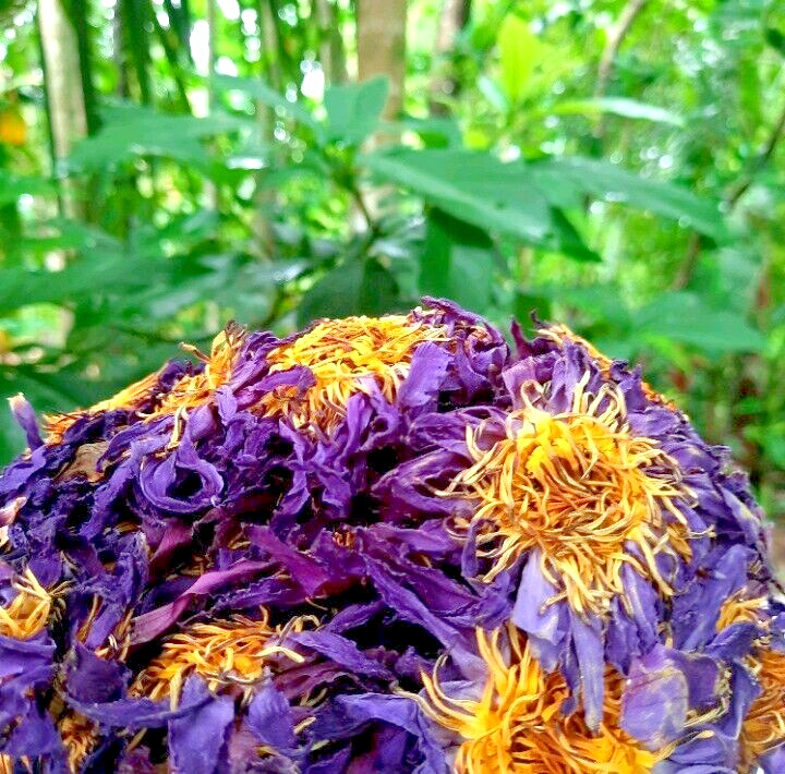 Dried Blue Lotus Flower Nymphaea Caerulea Natural Hand Picked Flower Herbal Tea* gallery