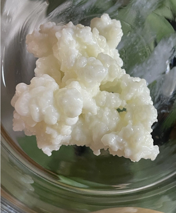 Organic Live Milk Kefir Grains From Pasteurized Milk – Active Probiotic Culture