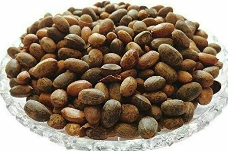 Jamalgota/Croton Tiglium/Jayaphala/Jamalghota Whole Seeds , 100% Indian Herbs