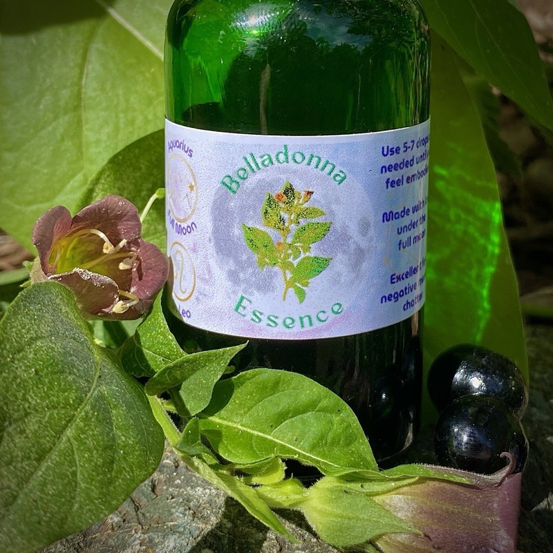 Belladonna Amethyst Flower Essence Embodiment Fear & Angry Looping Lions Gate ♌️ gallery