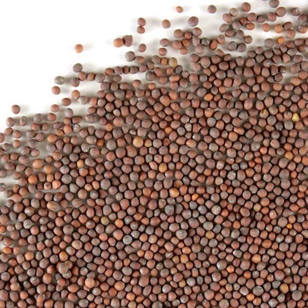 WholeSALE!! Mustard Seed Brown PREMIUM Dried Whole-4 oz, 1, 2, 5 lbs.