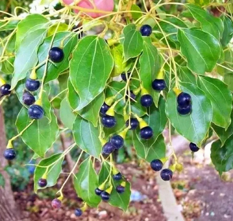 Cinnamon Tree Seeds,Organic Fast Growing FREE SHIPPING 35 Seeds