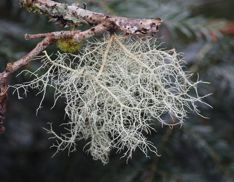 Usnea Tincture Clears Infections, Open Airways & Congestion, STDs & VD symptom gallery