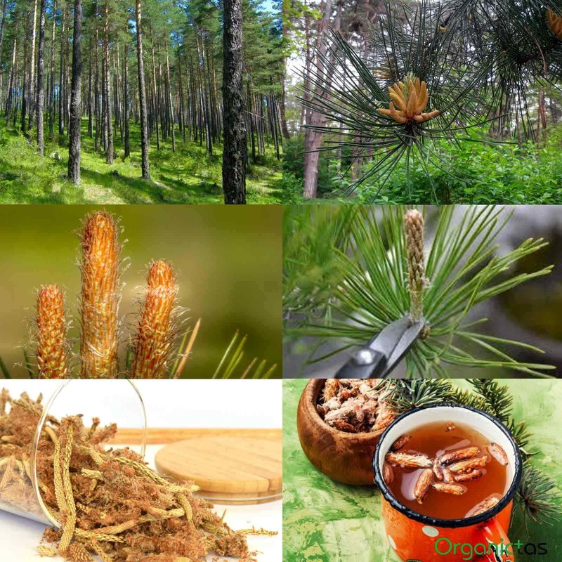 Pine Pollen Cones Organic Pinus Sylvestris Pine Tree Buds & Tops Dried Cut Loose gallery