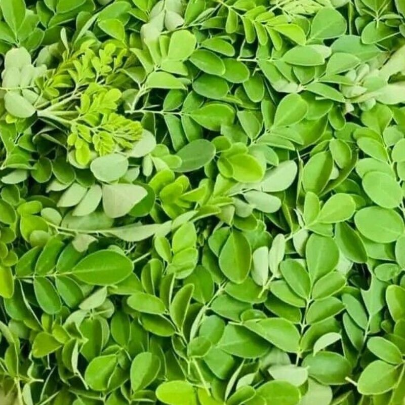 Moringa Oleifera Natural Organic Herbal Drumstick Hand Picked Sun Dried Leaves
